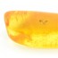S115 Fossil-Insect-Bug inclusion in Natural Baltic Amber Stone with Magnifying box